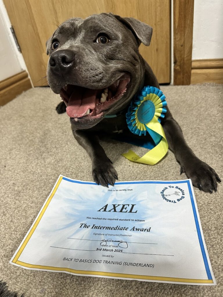 A graduate dog with a Back To Basics certificate