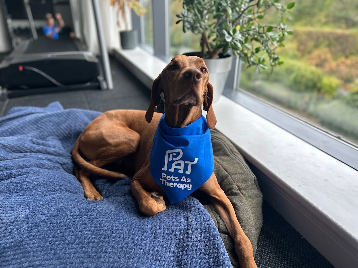 A dog in a Back To Basics bandana