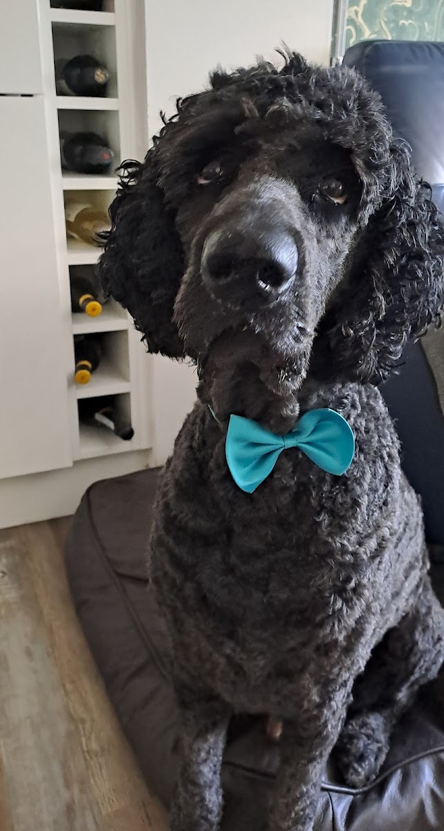 A smartly dressed dog in a bow tie