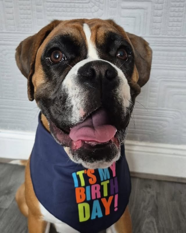 A happy boxer at class