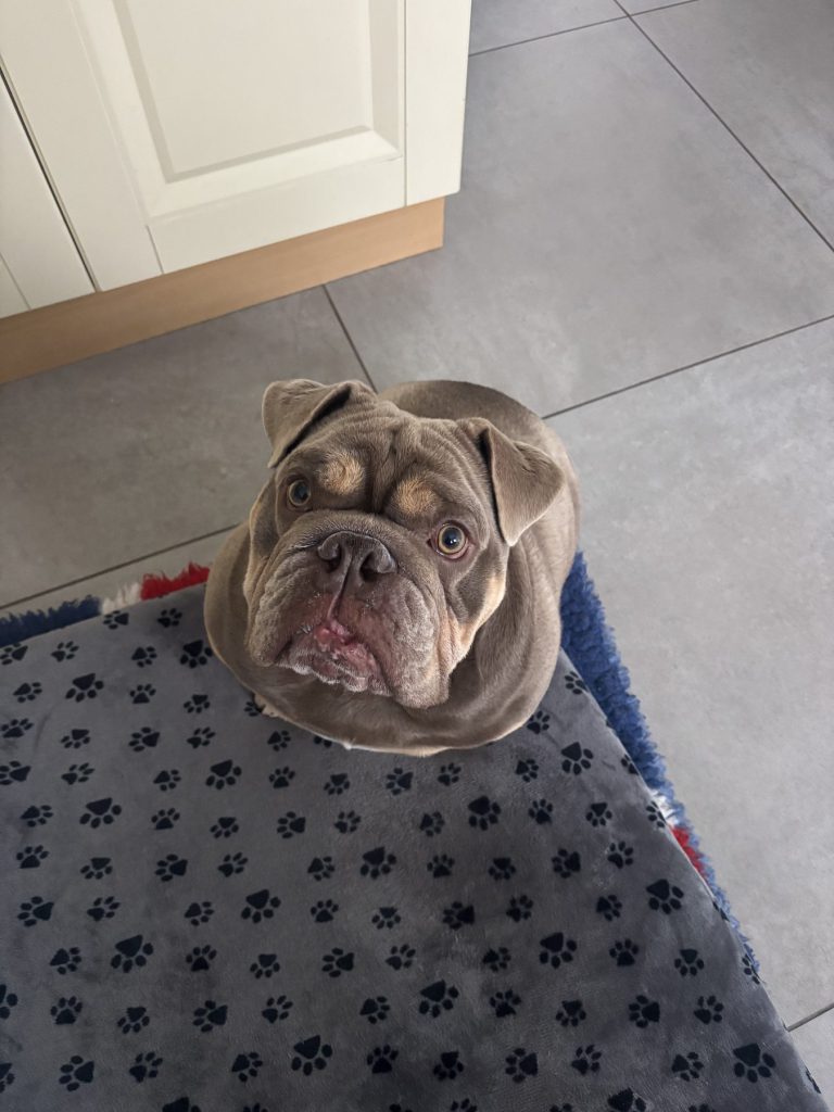A bulldog relaxing at home on its blanket