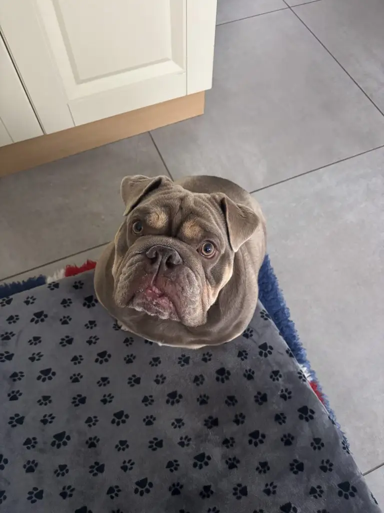 A bulldog relaxing at home on its blanket