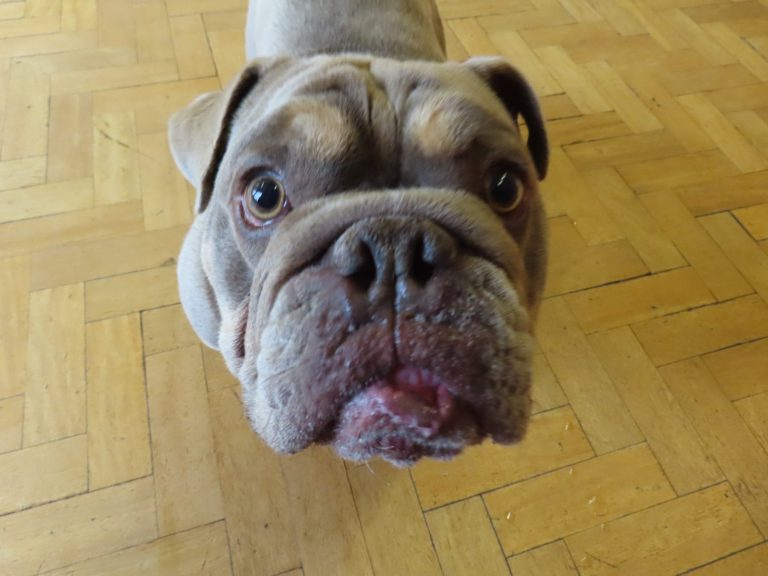 A bulldog close up during a training class
