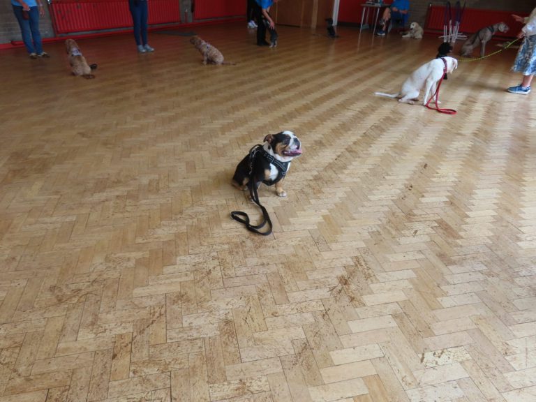 A bulldog watching its owner in class
