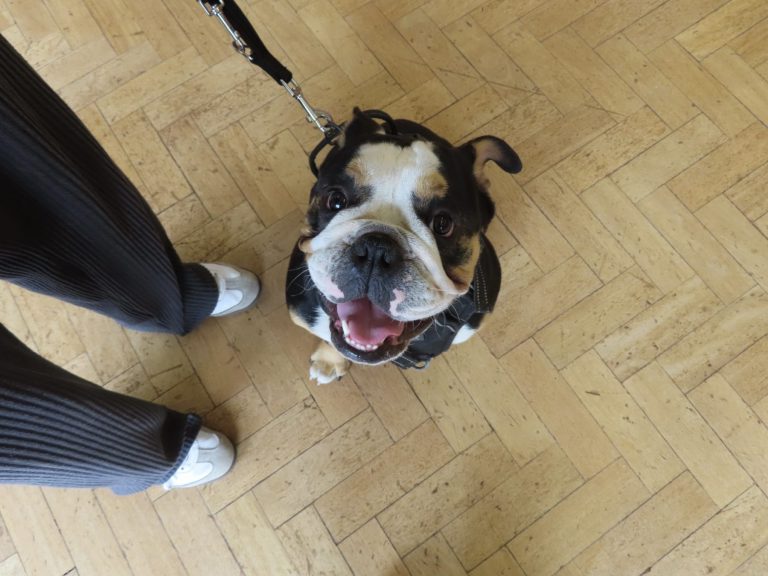 A bulldog looking up at its owner on lead
