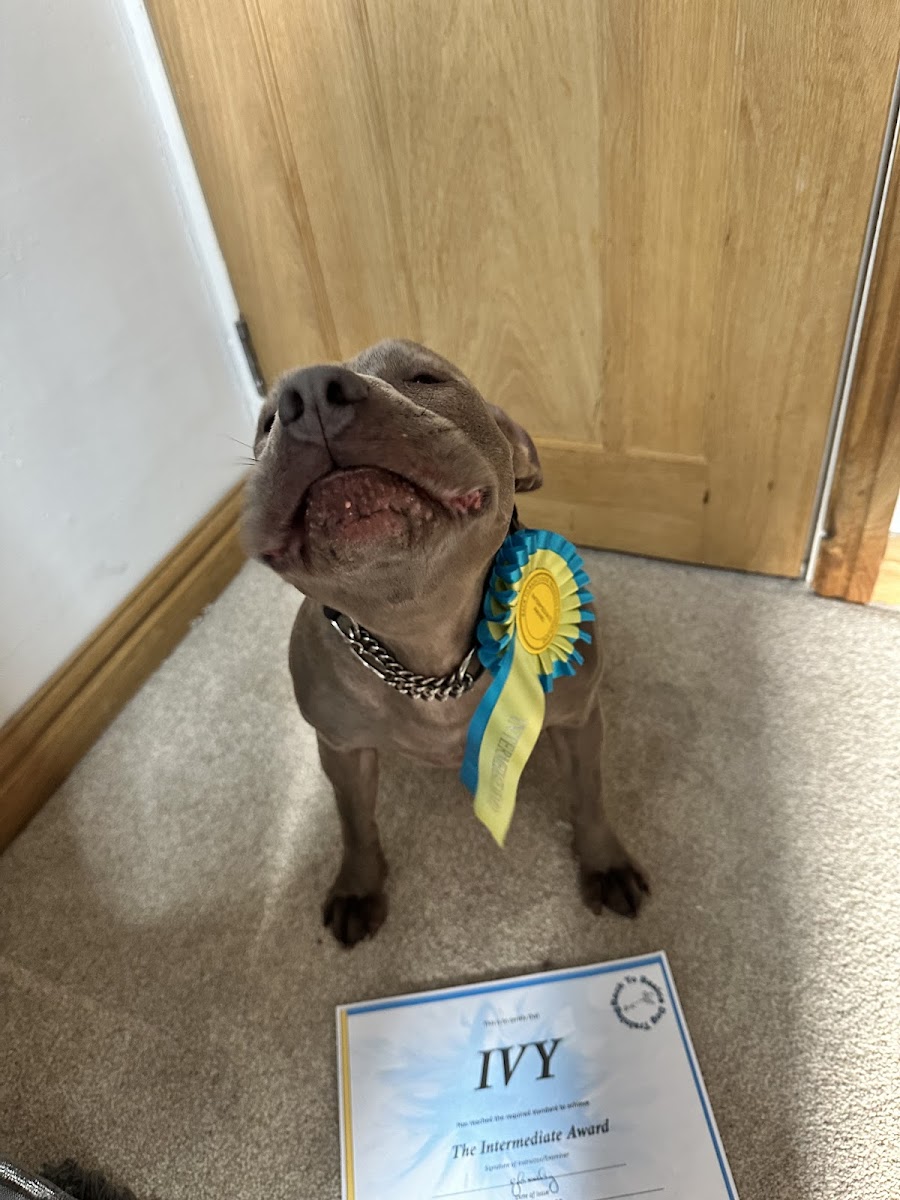 A chocolate labrador with a rosette