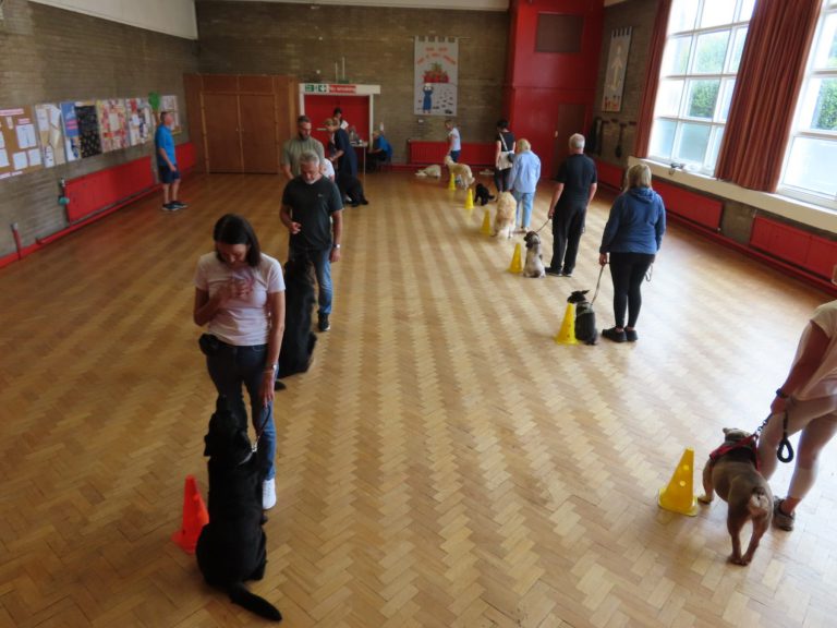 Owners weaving their dogs through cones