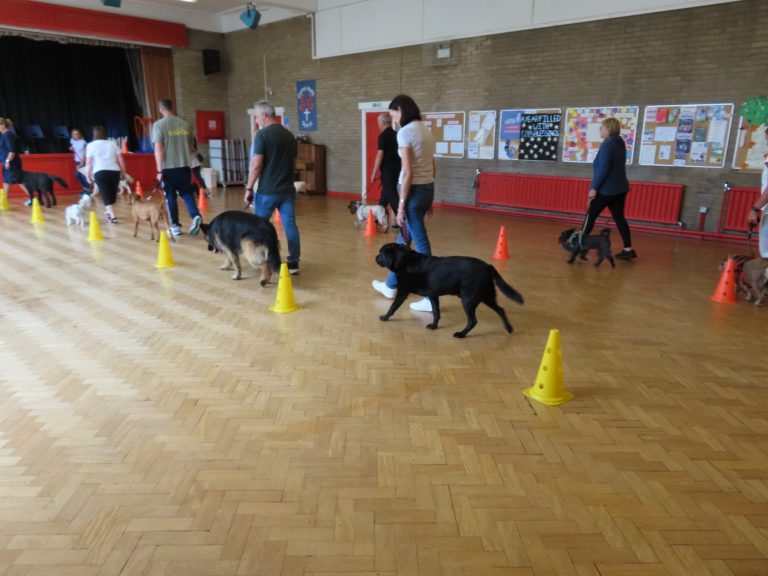 A Labrador working through the cone course