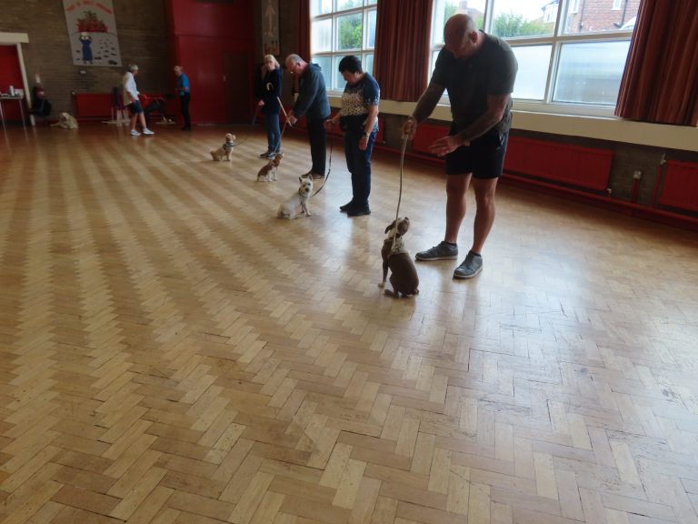 A puppy training class in the hall at Fulwell