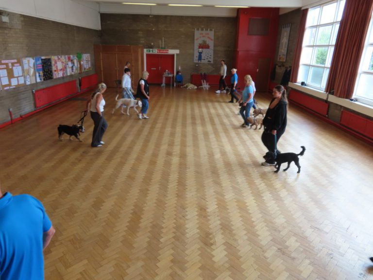 Owners practising heelwork with their dogs