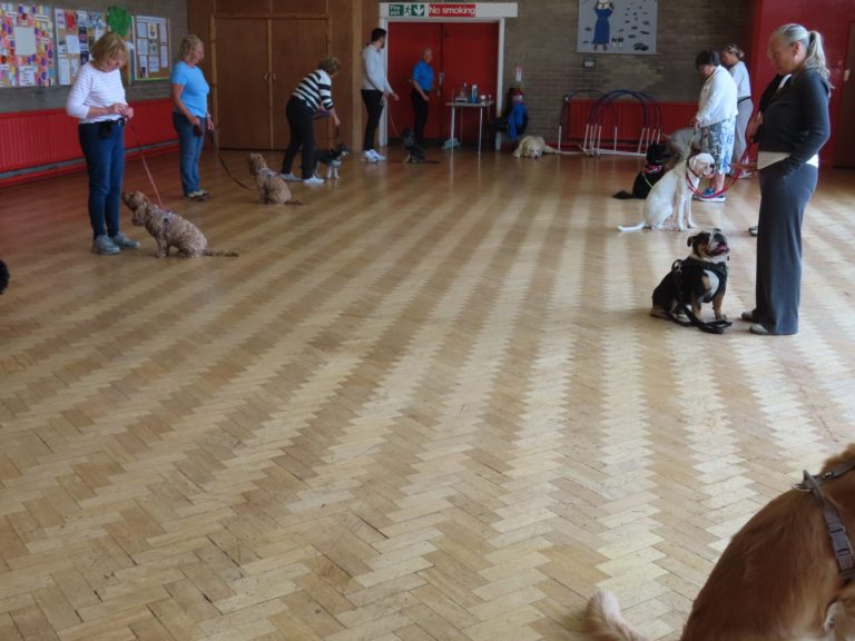 Owners and dogs working on recall in class