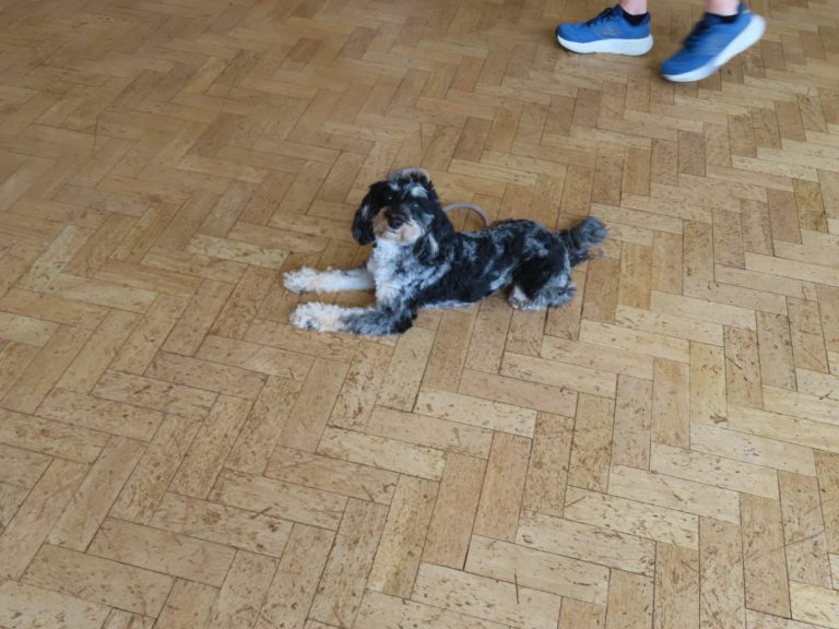 A cockapoo settled in a down-stay
