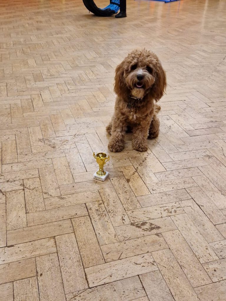 Cockapoo Trophy