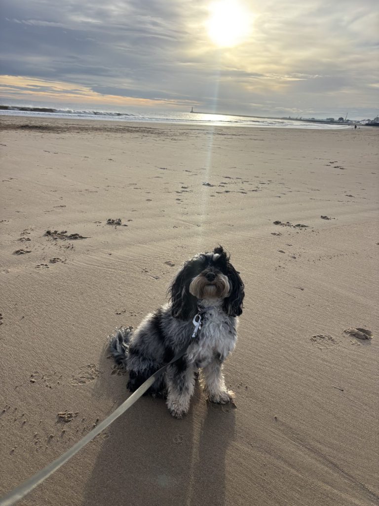 A cocker spaniel on the beach at sunset