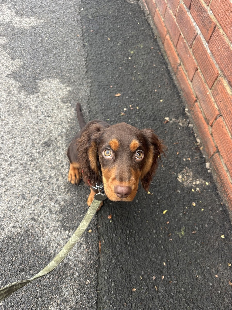 Dachshund close up