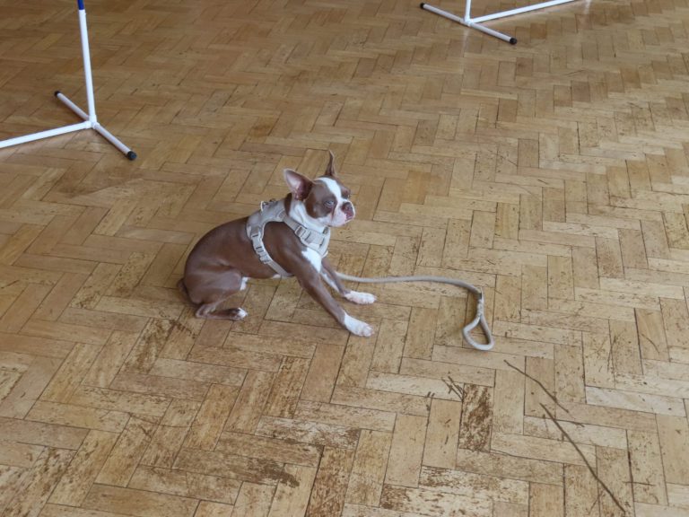 A French bulldog holding a down-stay in class