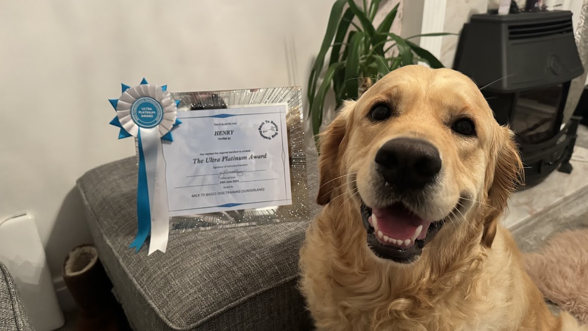 A golden retriever with a rosette