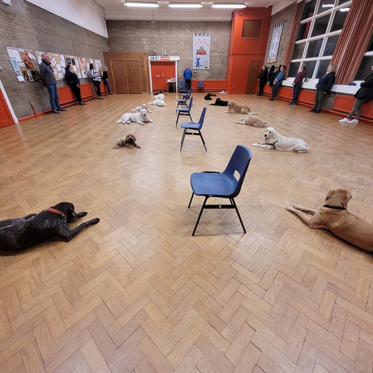 Dogs holding down-stays around the hall