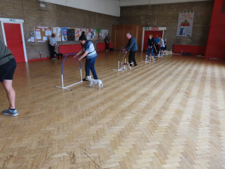 A dog working over a practice jump in class