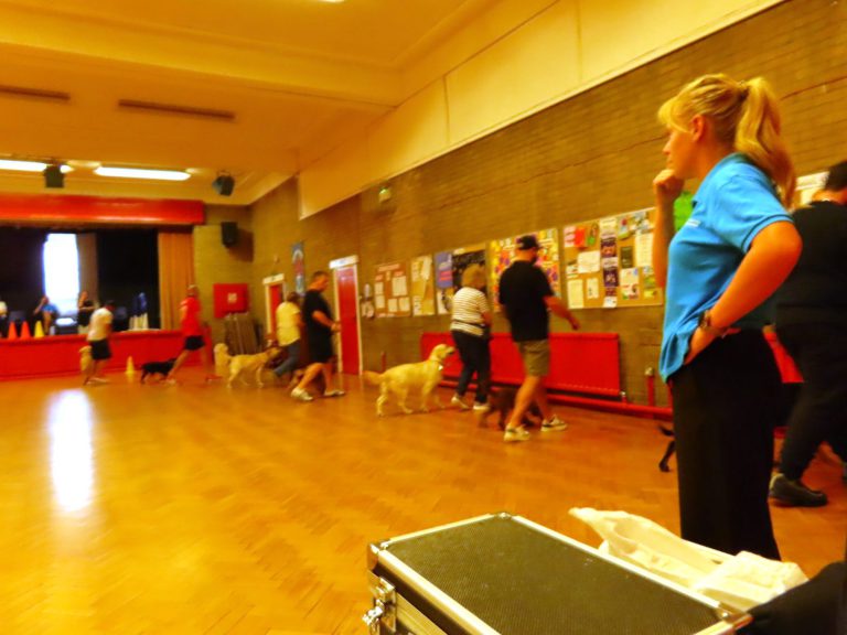Owners and dogs listening during class