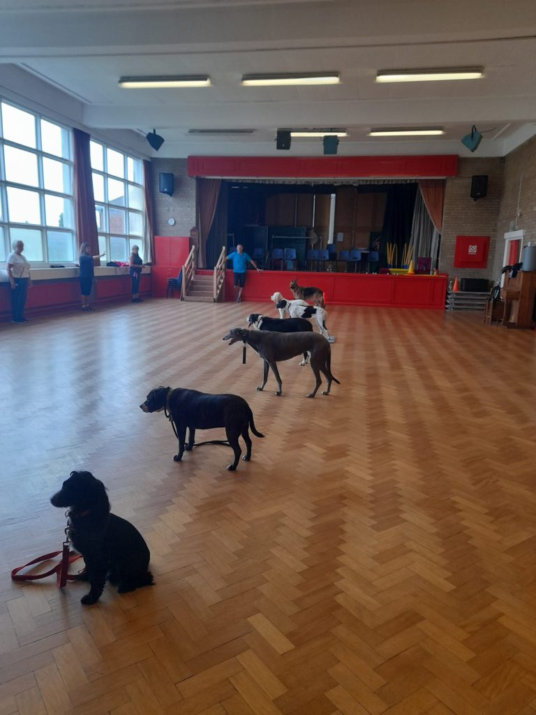 Three dogs working together in the hall