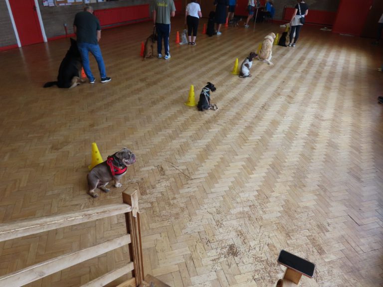 Weave and jump equipment set up for class