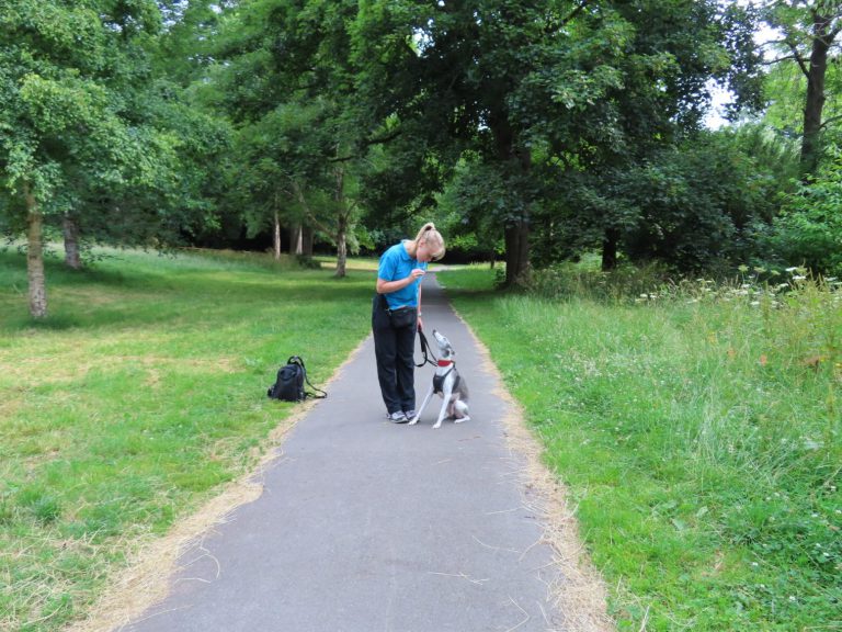 A trainer working a dog in the park