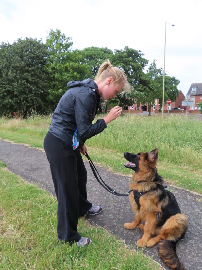 One-to-one training with a German shepherd
