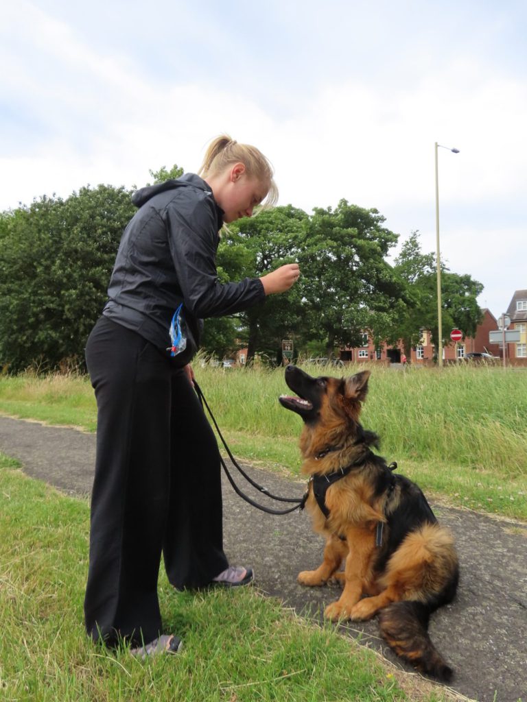 Reward-based one-to-one work with a German shepherd