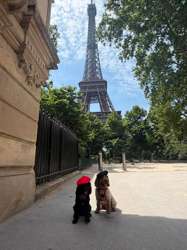 Two cocker spaniels in berets in Paris