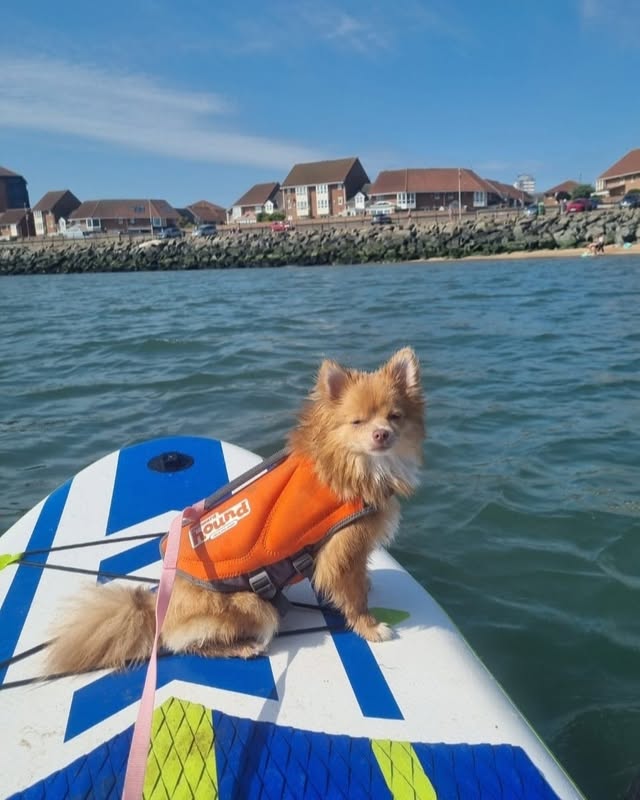 Pomeranian on a paddleboard