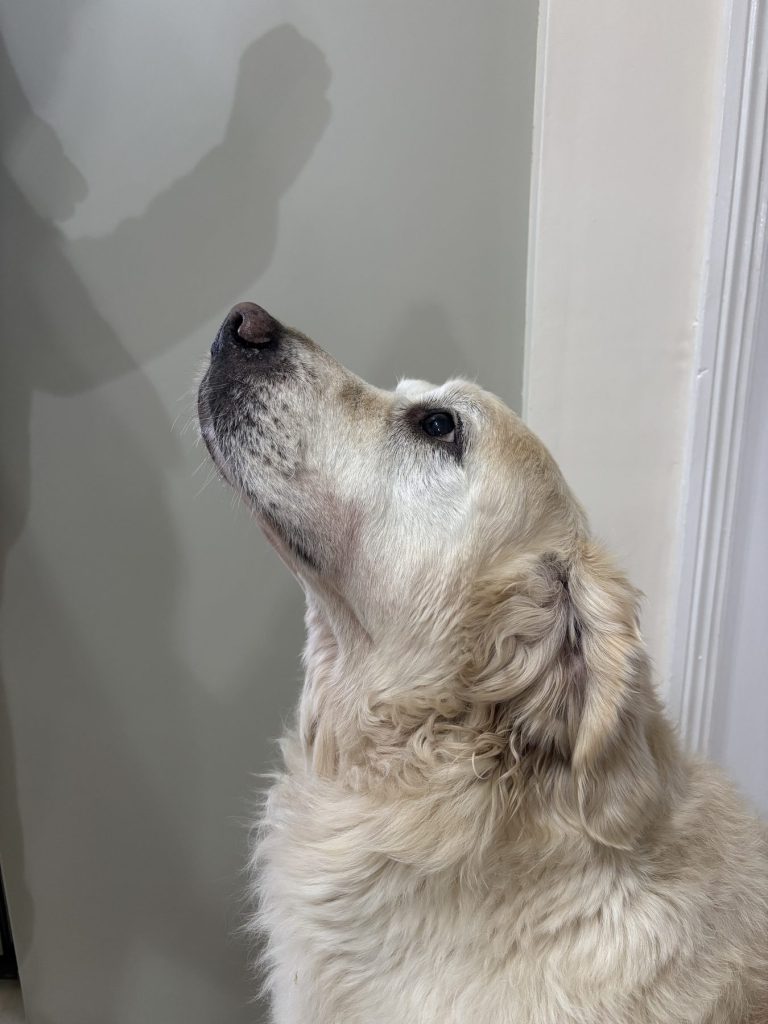 A golden retriever waiting attentively