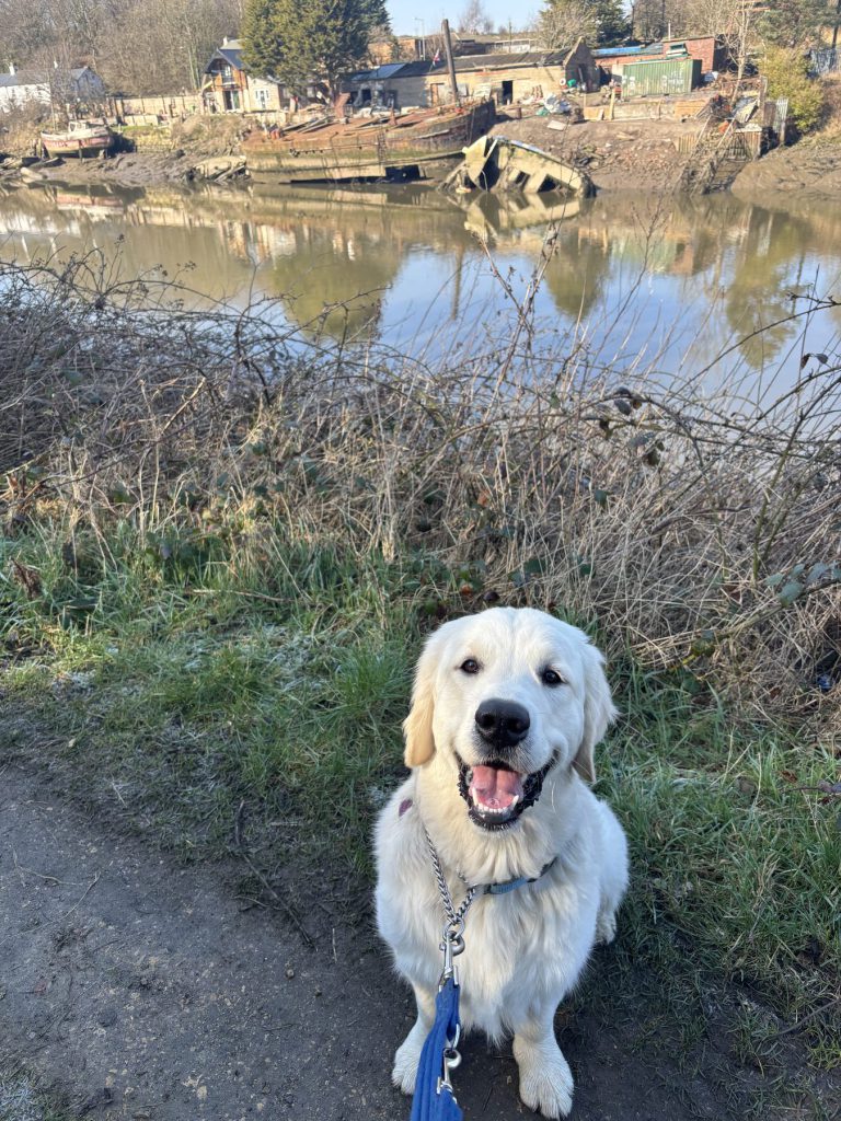 A golden retriever on a riverside walk