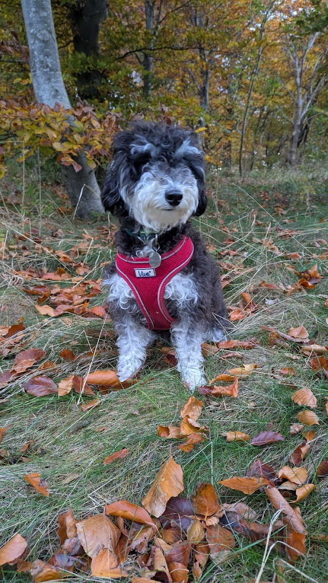 A dog in autumn leaves