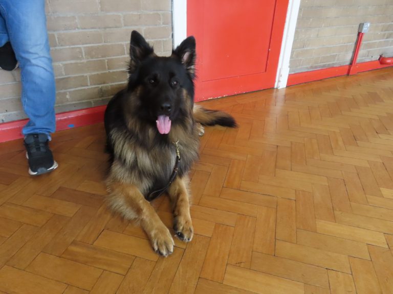 A German shepherd in a down-stay in class