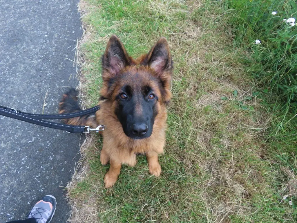 A German shepherd puppy focused on its handler
