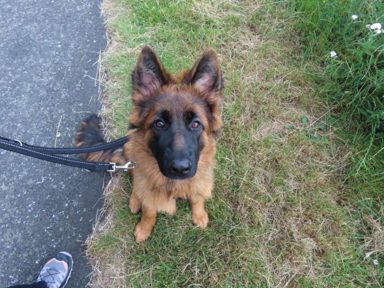 A German shepherd puppy focused on its handler