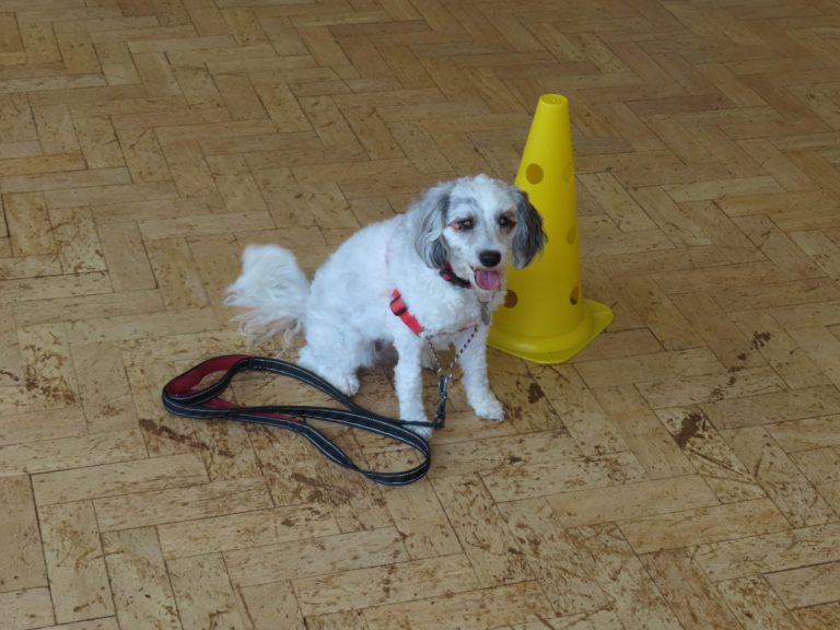 A small terrier waiting beside a training cone