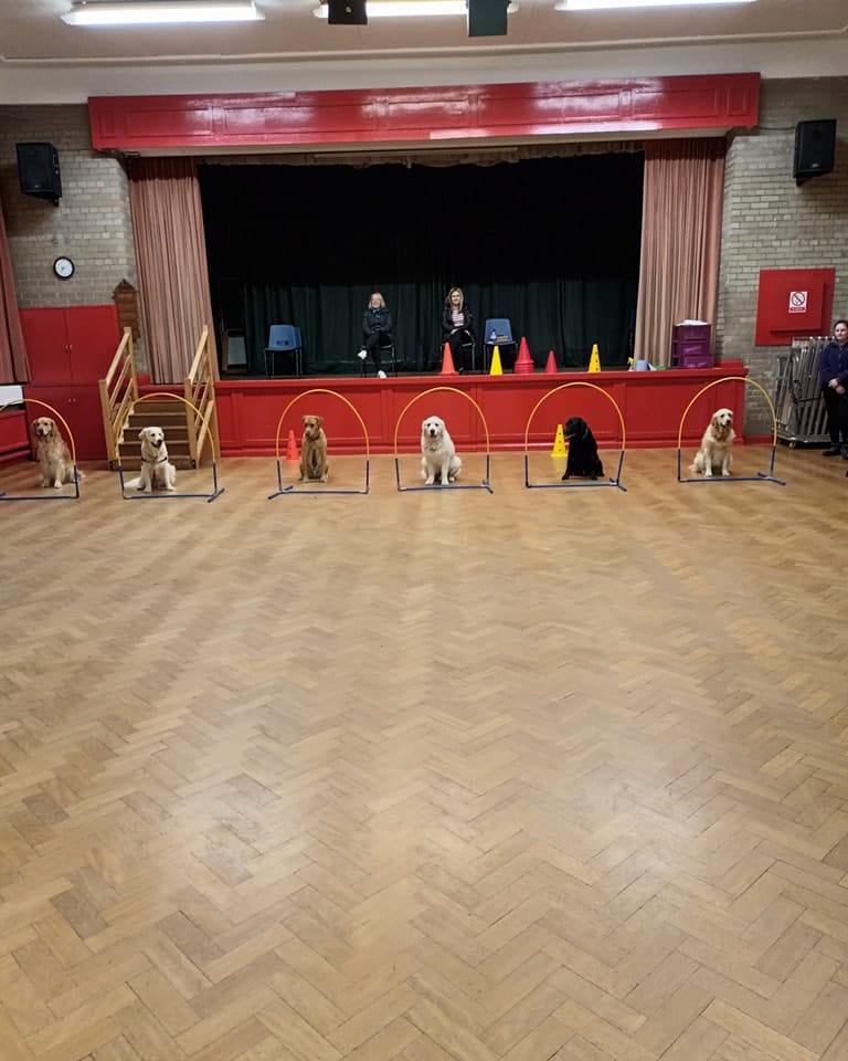 Dogs working in a circle in the hall
