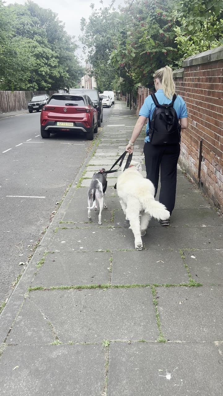 Loose-lead walking, two dogs at once