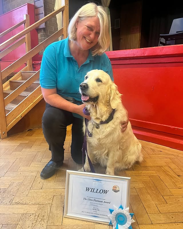 Willow the golden retriever with her Back To Basics graduation certificate